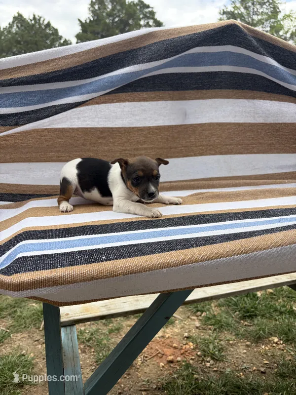 Bravo – Rat Terrier puppy for sale in West Plains, MO