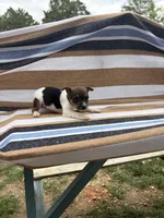 Bravo, a female Rat Terrier for sale in West Plains, MO – Photo 1 of 10