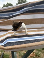 Bravo, a female Rat Terrier for sale in West Plains, MO – Photo 6 of 10