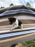 Alpa, a female Rat Terrier for sale in West Plains, MO – Photo 4 of 10