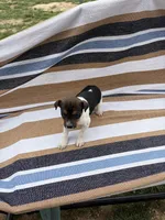 Alpa, a female Rat Terrier for sale in West Plains, MO – Photo 9 of 10