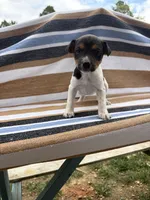 Alpa, a female Rat Terrier for sale in West Plains, MO – Photo 2 of 10