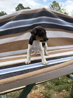 Alpa, a female Rat Terrier for sale in West Plains, MO – Photo 5 of 10