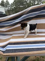 Alpa, a female Rat Terrier for sale in West Plains, MO – Photo 7 of 10