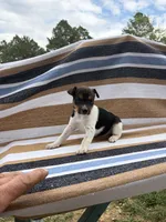 Alpa, a female Rat Terrier for sale in West Plains, MO – Photo 6 of 10