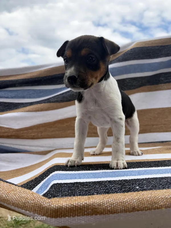 Alpa – Rat Terrier puppy for sale in West Plains, MO