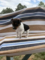 Alpa, a female Rat Terrier for sale in West Plains, MO – Photo 3 of 10