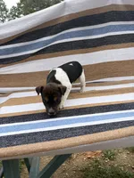 Alpa, a female Rat Terrier for sale in West Plains, MO – Photo 8 of 10