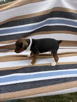 Max, a male Rat Terrier for sale in West Plains, MO – Photo 4 of 7