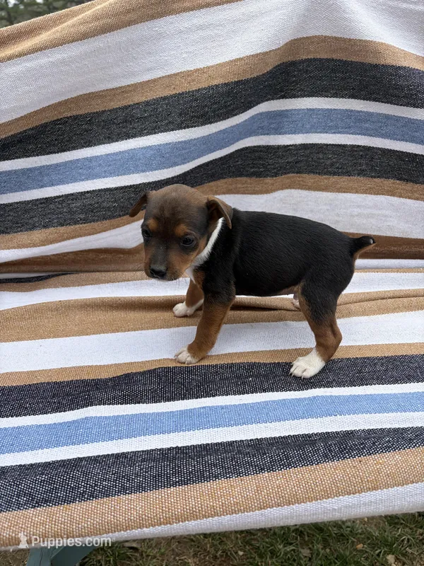 Max – Rat Terrier puppy for sale in West Plains, MO