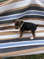 Max, a male Rat Terrier for sale in West Plains, MO – Photo 1 of 7