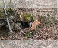Max, a male Rat Terrier for sale in West Plains, MO – Photo 6 of 7