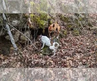 Max, a male Rat Terrier for sale in West Plains, MO – Photo 5 of 7