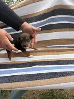 Max, a male Rat Terrier for sale in West Plains, MO – Photo 2 of 7