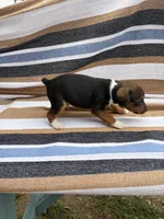 Max, a male Rat Terrier for sale in West Plains, MO – Photo 3 of 7