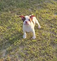 Chanel , a female Boston Terrier for sale in East Dublin, GA – 4 of 6