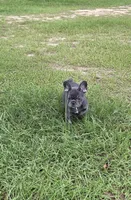 Jolene , a female French Bulldog for sale in East Dublin, GA – 7 of 10