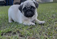 Lila, a female Pug for sale in East Dublin, GA – 3 of 7