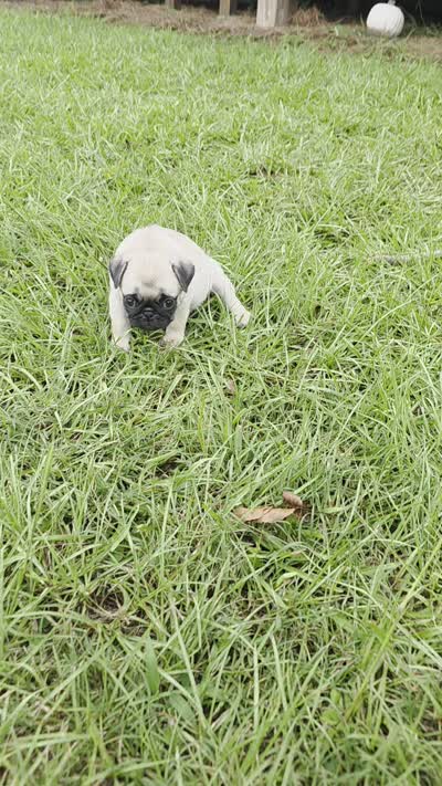 Puggy, a female Pug for sale in East Dublin, GA – 10 of 10