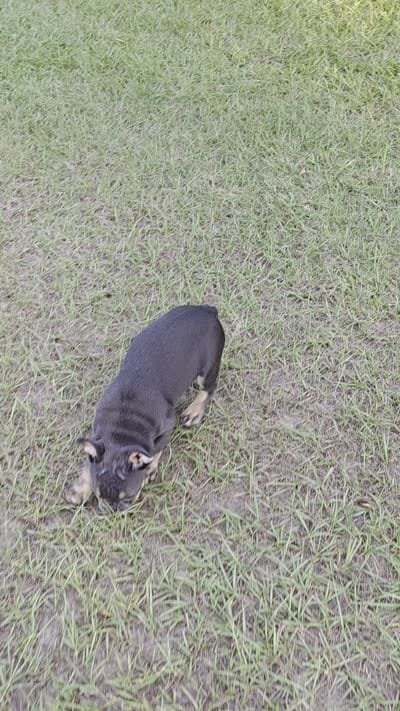 Dolly , a female French Bulldog for sale in East Dublin, GA – 9 of 9