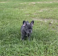 Jolene , a female French Bulldog for sale in East Dublin, GA – 8 of 10