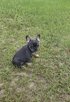 Dolly , a female French Bulldog for sale in East Dublin, GA – 4 of 10