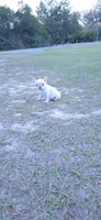 Lulu, a female French Bulldog for sale in East Dublin, GA – 5 of 7