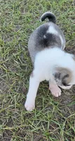 Koi, a male Pug for sale in East Dublin, GA – 10 of 10