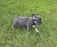Jelly Roll, a male French Bulldog for sale in East Dublin, GA – 2 of 10