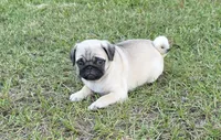 Lila, a female Pug for sale in East Dublin, GA – 6 of 7