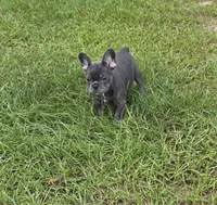 Jolene , a female French Bulldog for sale in East Dublin, GA – 10 of 10
