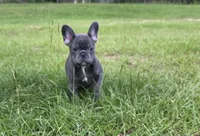 Jolene , a female French Bulldog for sale in East Dublin, GA – 3 of 10
