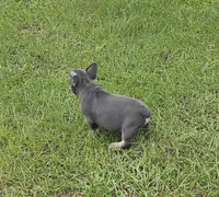 Jelly Roll, a male French Bulldog for sale in East Dublin, GA – 3 of 10