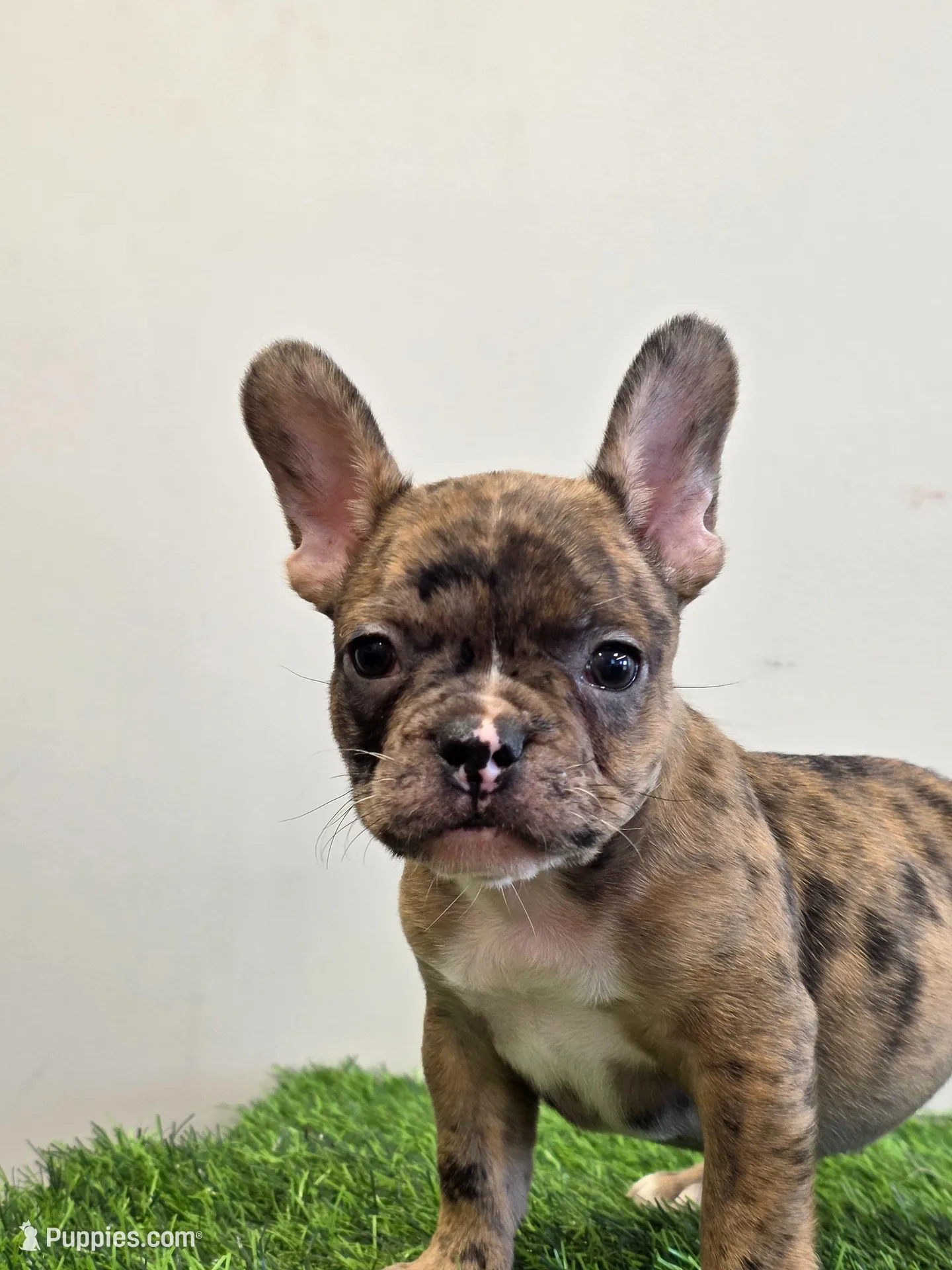 Solomon , a male French Bulldog for sale in East Dublin, GA – Photo 2 of 6