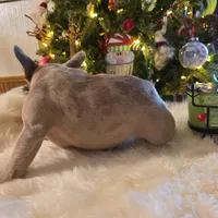 Chanel, a female French Bulldog for sale in East Dublin, GA – Photo 3 of 6