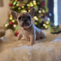 Chanel, a female French Bulldog for sale in East Dublin, GA – Photo 5 of 6