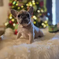 Chanel, a female French Bulldog for sale in East Dublin, GA – Photo 1 of 6