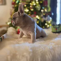 Chanel, a female French Bulldog for sale in East Dublin, GA – Photo 4 of 6