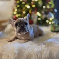 Chanel, a female French Bulldog for sale in East Dublin, GA – Photo 6 of 6