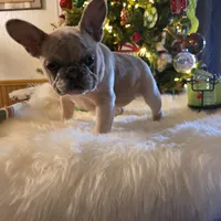 Chanel, a female French Bulldog for sale in East Dublin, GA – Photo 2 of 6