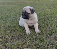 Lila, a female Pug for sale in East Dublin, GA – 2 of 7