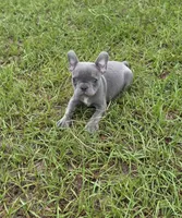 Tiny Tim , a male French Bulldog for sale in East Dublin, GA – 5 of 10