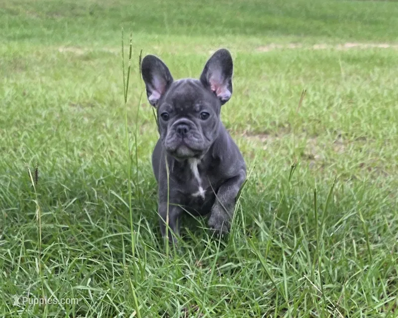 Jolene  – French Bulldog puppy for sale in East Dublin, GA
