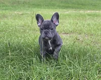 Jolene , a female French Bulldog for sale in East Dublin, GA – 1 of 10