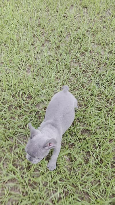 Tiny Tim , a male French Bulldog for sale in East Dublin, GA – 10 of 10