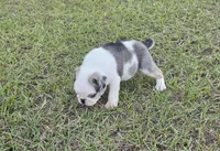 Koi, a male Pug for sale in East Dublin, GA – 6 of 10