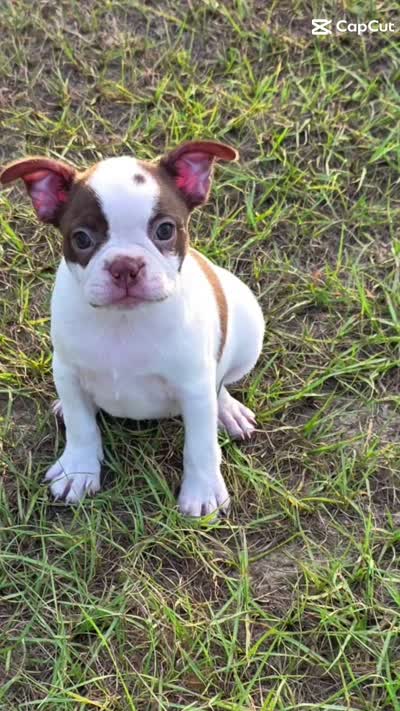 Chanel , a female Boston Terrier for sale in East Dublin, GA – 6 of 6