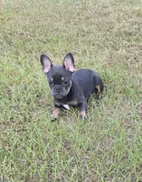 Dolly , a female French Bulldog for sale in East Dublin, GA – 4 of 9