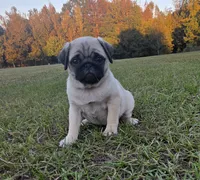 Lila, a female Pug for sale in East Dublin, GA – 1 of 7