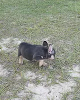 Coco, a female French Bulldog for sale in East Dublin, GA – 4 of 10